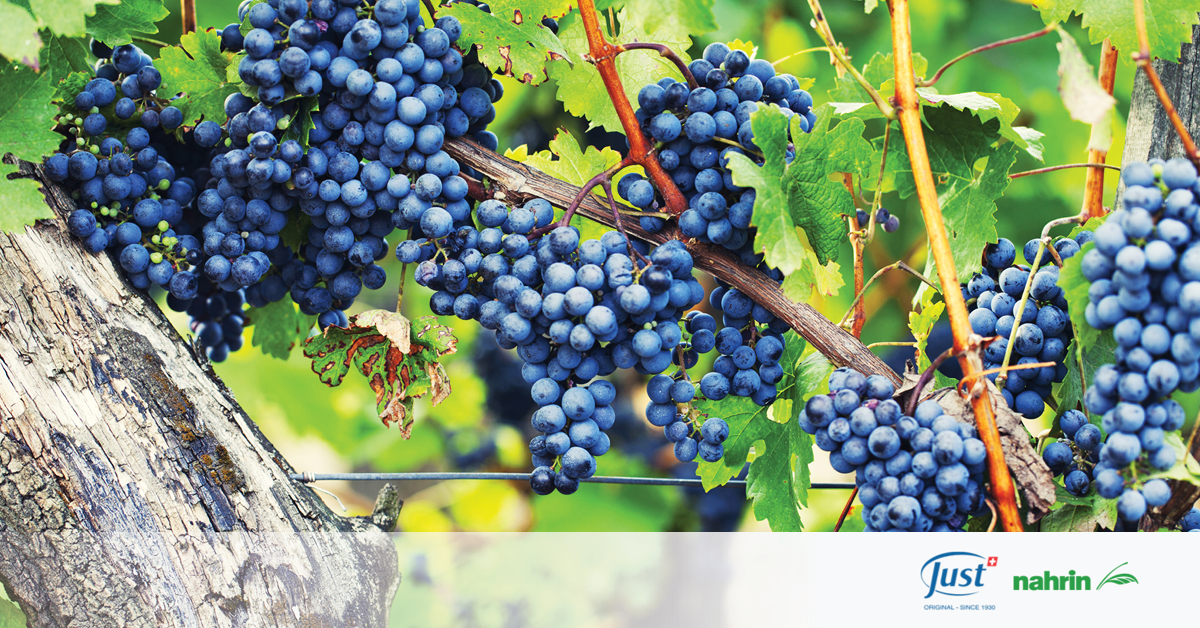 Znáte vinařskou tradici zarážení hory? 