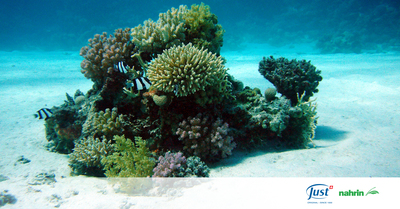 Víte, co znamená symbol korálového útesu?